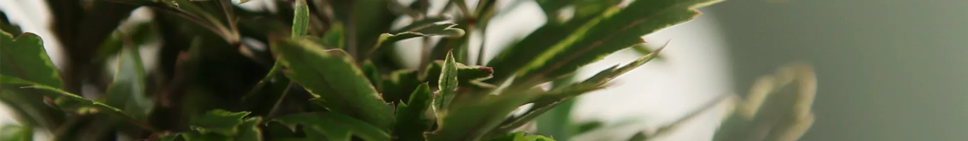 Fingeraralie - Umtopfen - Rosengut Langerwisch