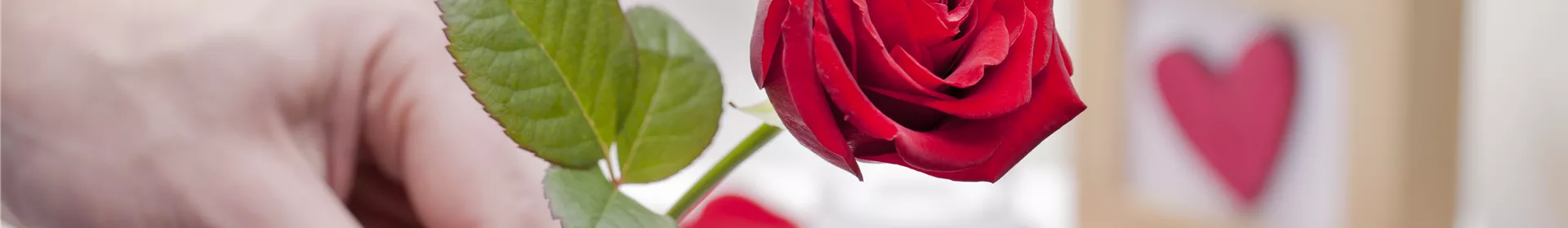 Blühender Valentinstag - für sie und ihn! - Rosengut Langerwisch