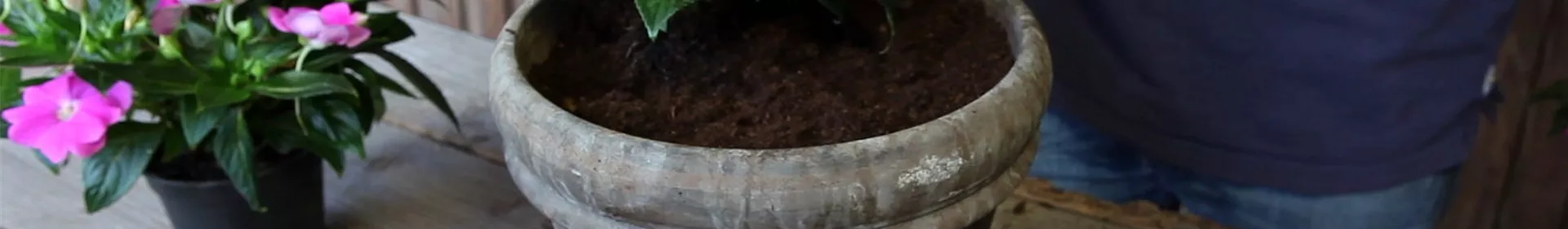 Edellieschen - Einpflanzen in ein Gefäß - Rosengut Langerwisch