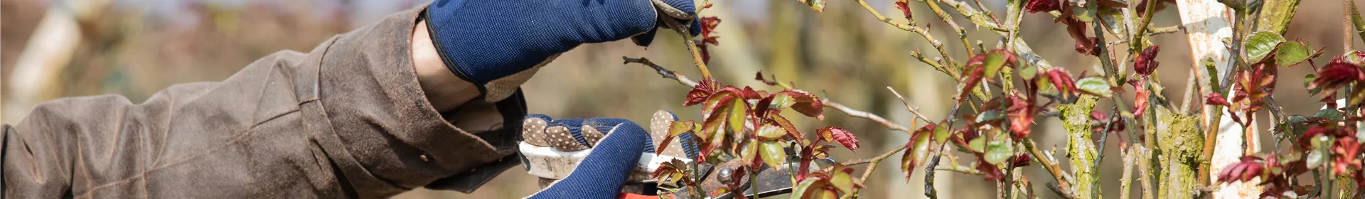 Der Rosenschnitt – Schönheitskur im Frühling - Rosengut Langerwisch