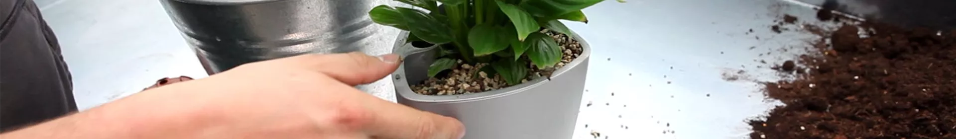 Einblatt - Einpflanzen in ein Gefäß - Rosengut Langerwisch