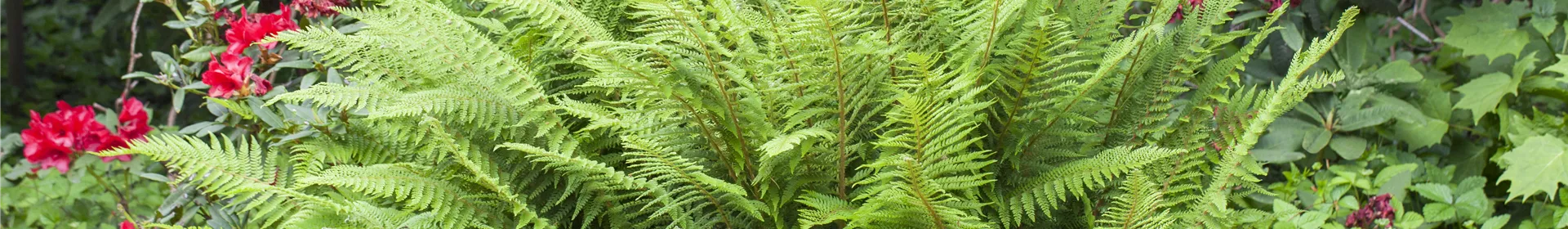 Farne im Garten - Rosengut Langerwisch