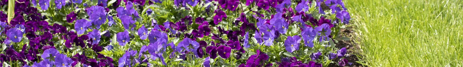 Klimazonen im Garten schaffen - Rosengut Langerwisch