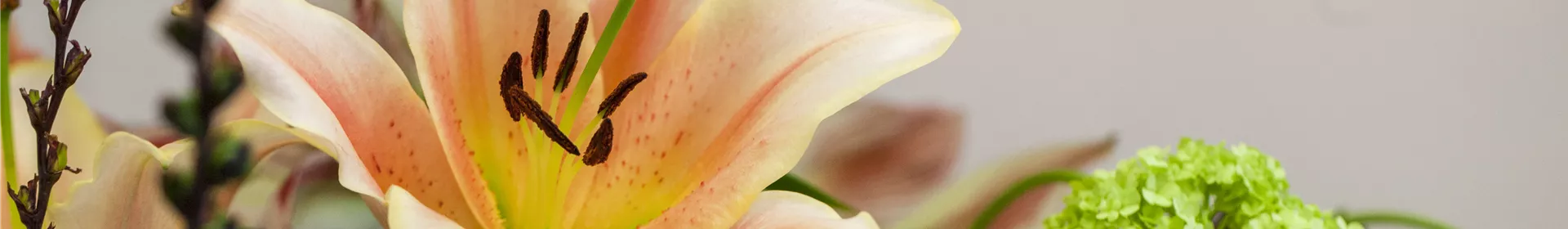 Lilien – Königinnen im Garten - Rosengut Langerwisch
