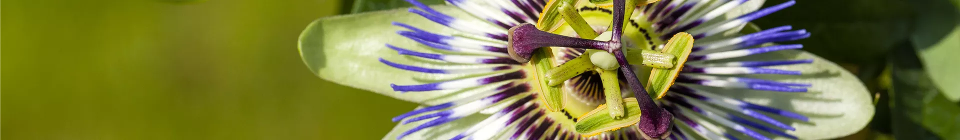 Passionsblumen wachsen uns ans Herz - Rosengut Langerwisch