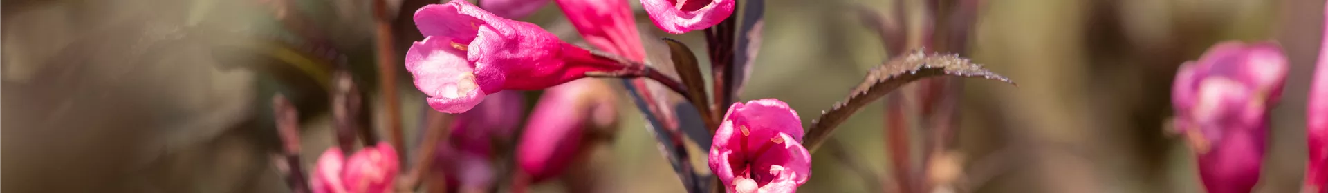 Weigelien – Blütenwunder und Augenweide - Rosengut Langerwisch