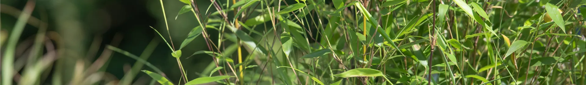 Bambus – das exotische Multitalent im Garten - Rosengut Langerwisch