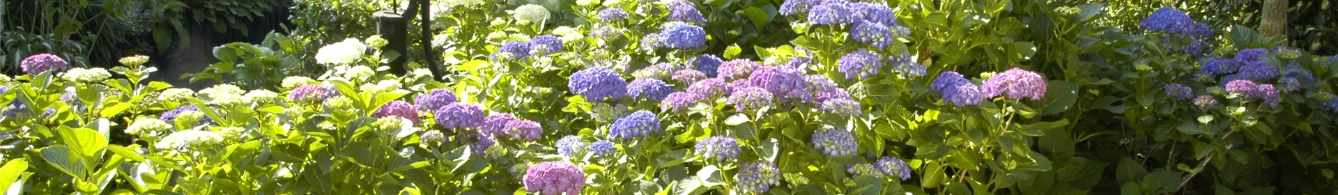 Bäume und Sträucher im Frühjahr – es müssen nicht immer Blumen sein - Rosengut Langerwisch