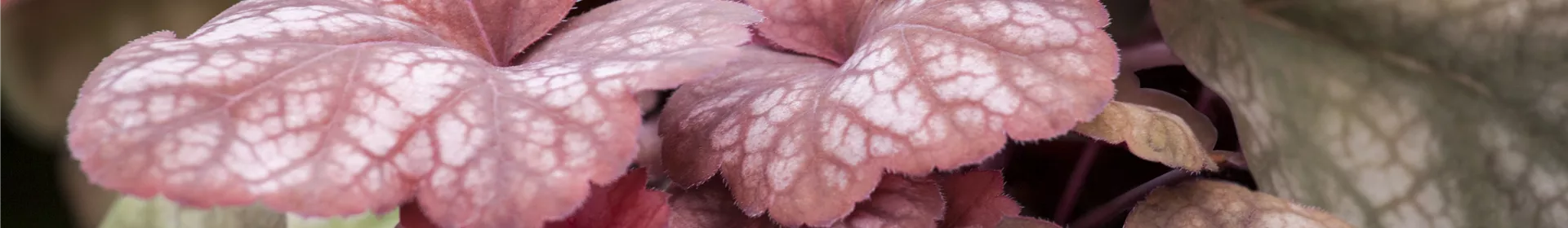 Das Purpurglöckchen – eine Kämpfernatur im Staudenbeet - Rosengut Langerwisch