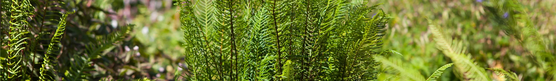 Feuchtzonen im Garten - Rosengut Langerwisch