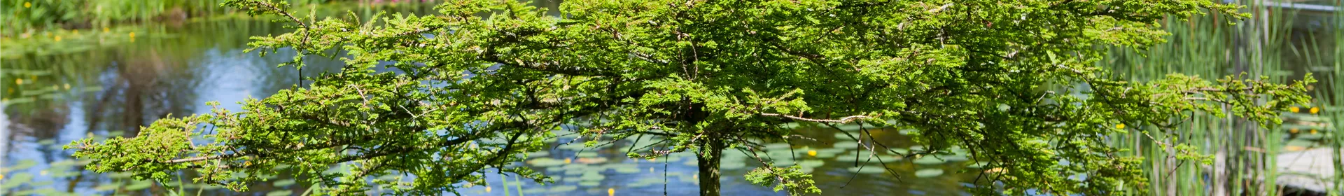 Gartenteich easy going - so klappt's - Rosengut Langerwisch