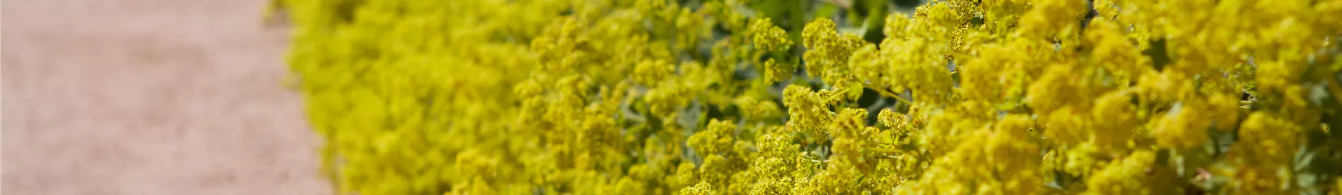 Blackbox-Gardening – die kreative Idee mit den großen Überraschungseffekten - Rosengut Langerwisch Blackbox-Gardening – die kreative Idee mit den großen Überraschungseffekten - Rosengut Langerwisch