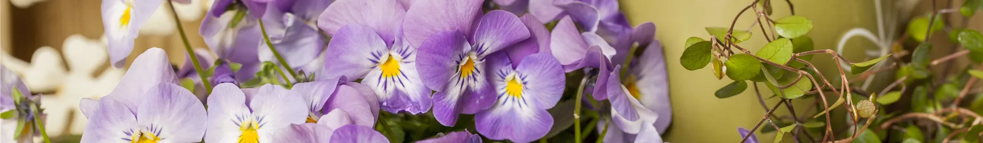 Ein buntes Osterfest mit den passenden Frühlingsboten - Rosengut Langerwisch Ein buntes Osterfest mit den passenden Frühlingsboten - Rosengut Langerwisch