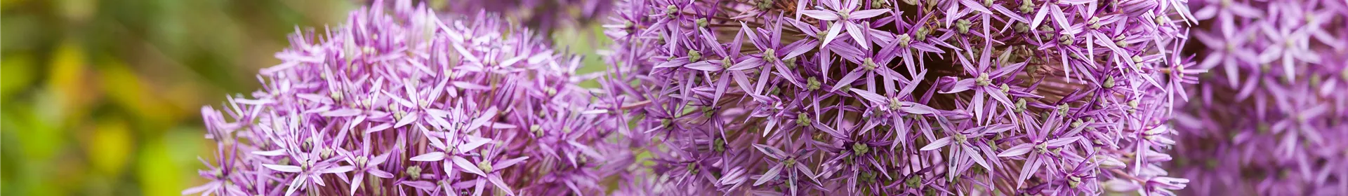 Allium – eleganter Zierlauch - Rosengut Langerwisch