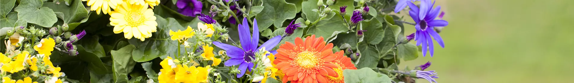 Dünger für Sommerblumen – der Extra-Kick für das Wachstum - Rosengut Langerwisch