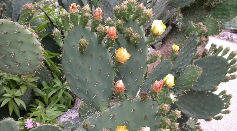 Opuntia ficus-indica