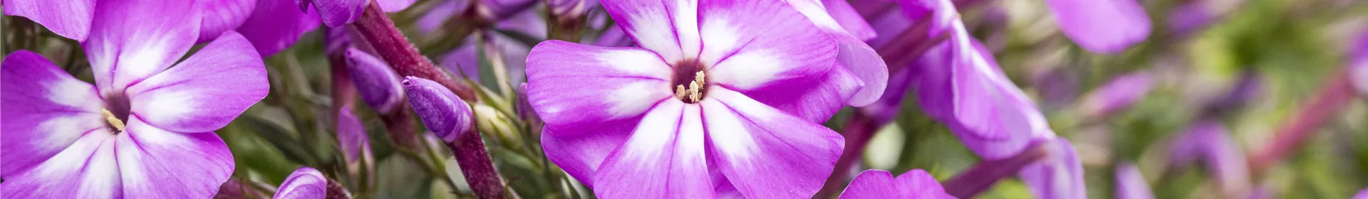 Flammenblumen lassen Ihren Garten in Farben baden - Rosengut Langerwisch