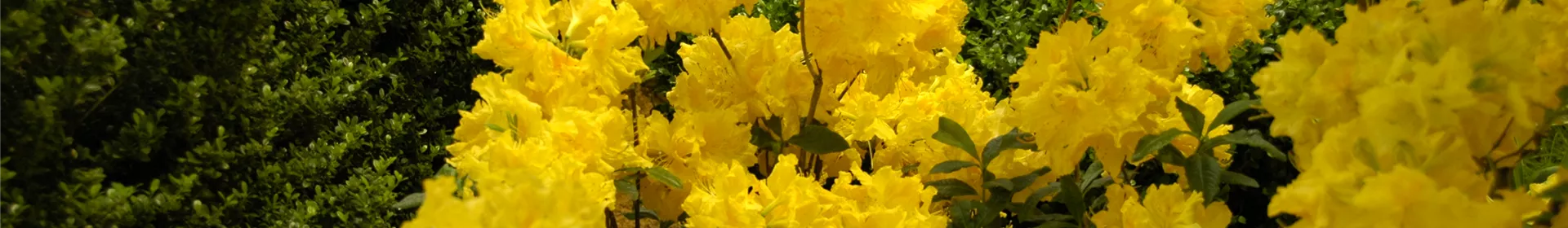 Die Sonne geht auf – Blumenbeet in Gelb und Orange - Rosengut Langerwisch