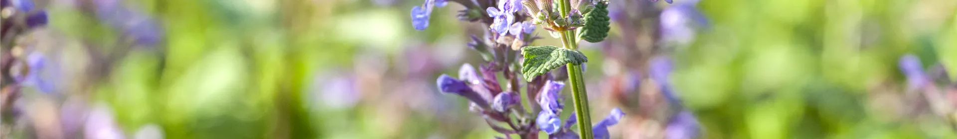 Gartenbesitzer und Katze – wie beide glücklich werden - Rosengut Langerwisch