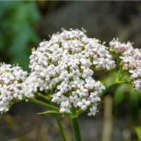 GS492639.jpg