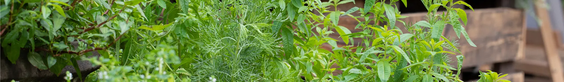 Der Kräutergarten im Mai - Rosengut Langerwisch