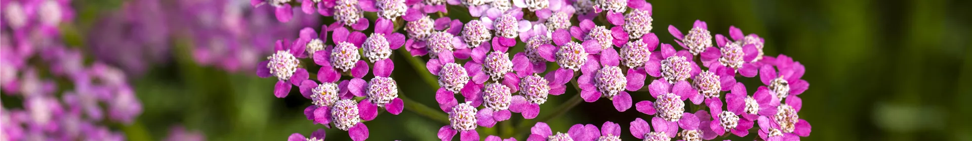 Sommerblumen - Rosengut Langerwisch