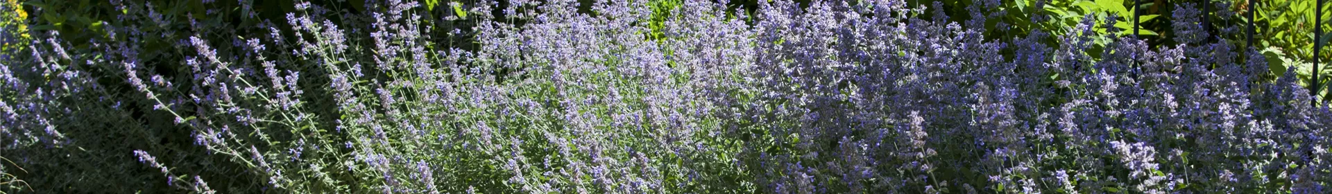 Sie sind bewegend! Wege, die durch den Garten führen. - Rosengut Langerwisch