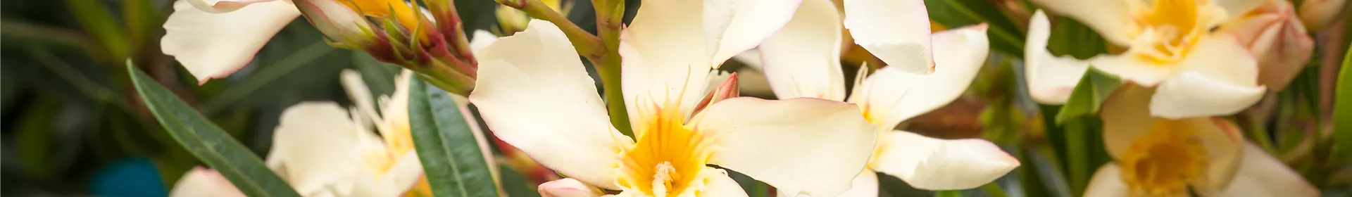 Oleander – Blütenpracht bei richtiger Pflege - Rosengut Langerwisch