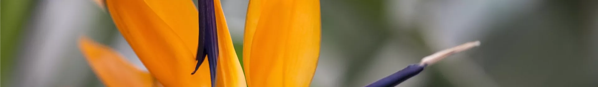 Strelitzien – Holen Sie sich die Tropen in Ihren Garten - Rosengut Langerwisch