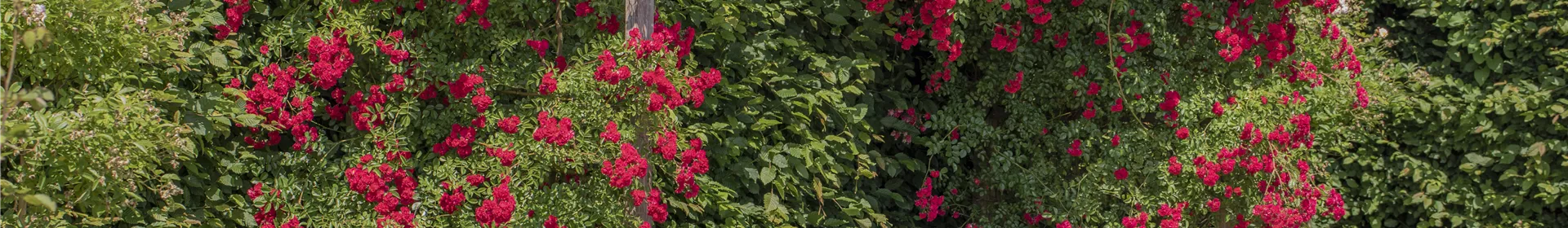 Unsere Gartenwelt - Rosengut Langerwisch