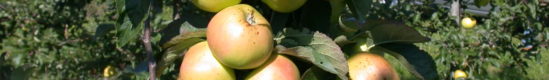 Die Streuobstwiese – Gesundheit zum Selberpflücken - Rosengut Langerwisch