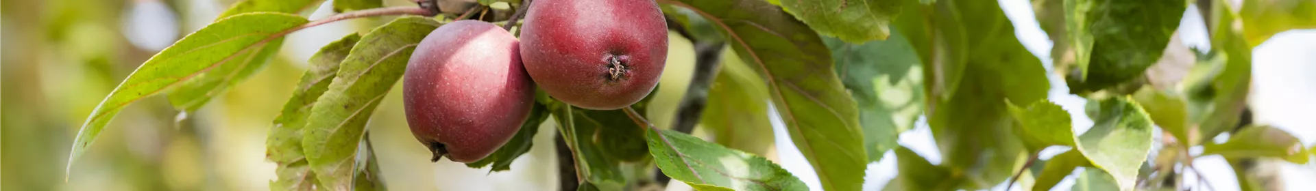 Achtung, fertig, Naschzeit - Die Ernte geht los! - Rosengut Langerwisch