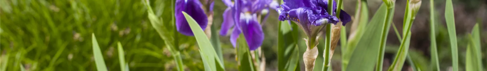 Iris - die Pflanze mit den vielen Gesichtern - Rosengut Langerwisch
