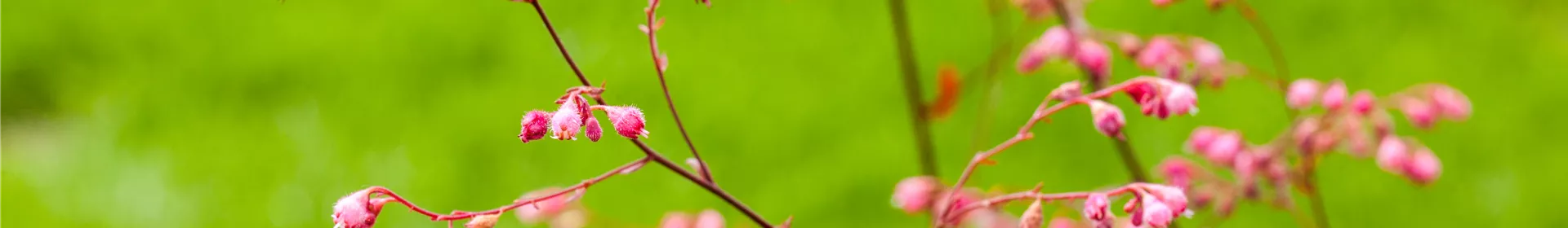 Das Purpurglöckchen – Zarte und filigrane Schönheit - Rosengut Langerwisch