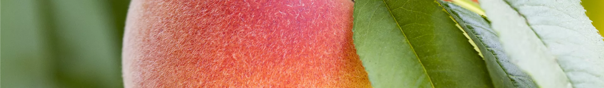Obstbäume brauchen Sommerschnitt für die optimale Ernte - Rosengut Langerwisch