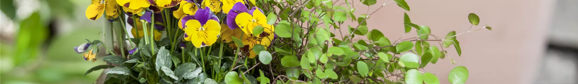 Blumenzwiebeln – einpflanzen in ein Gefäß - Rosengut Langerwisch