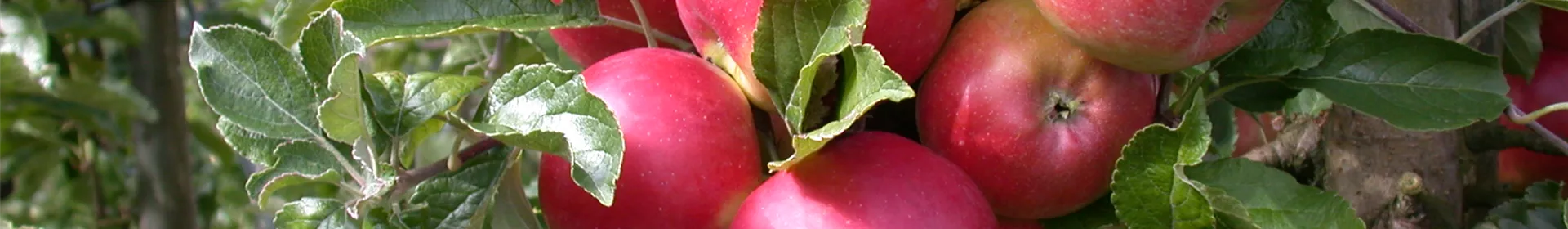 Obstbäume veredeln – frische neue Früchte - Rosengut Langerwisch