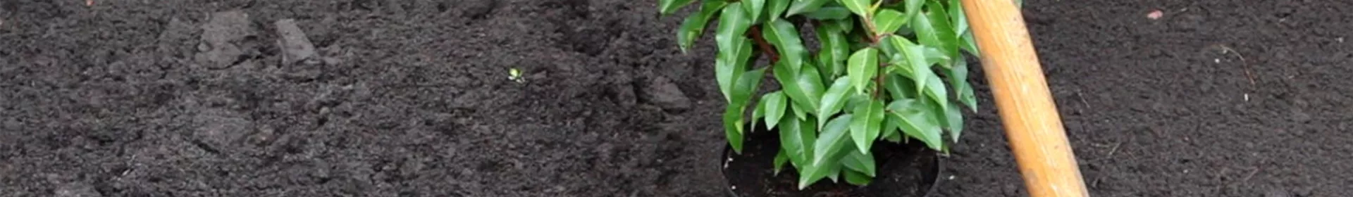 Portugiesische Kirschlorbeer - Einpflanzen im Garten - Rosengut Langerwisch