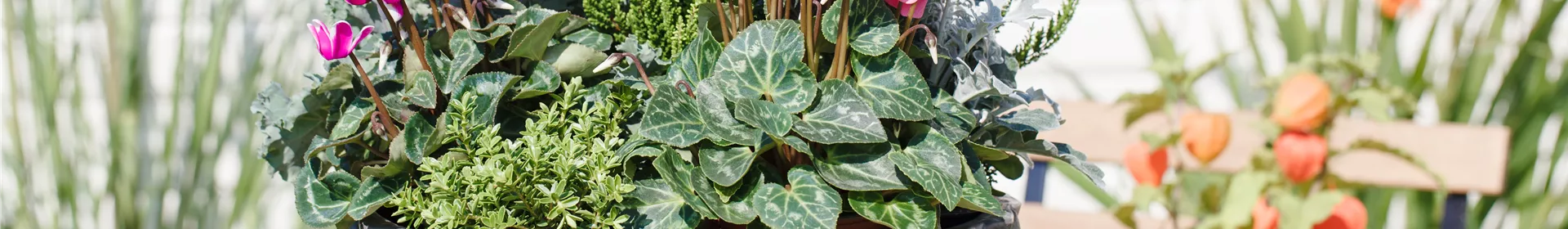 Aus alt mach neu: Blumenkübel nicht wegwerfen! - Rosengut Langerwisch Aus alt mach neu: Blumenkübel nicht wegwerfen! - Rosengut Langerwisch