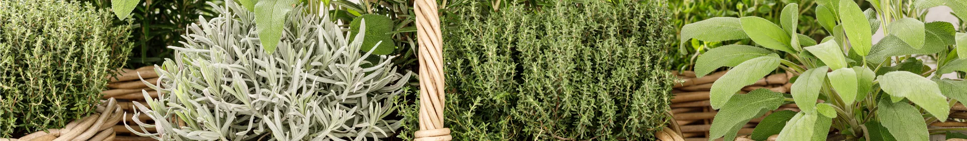 Kräutergarten – Anregungen und Gestaltungshinweise - Rosengut Langerwisch