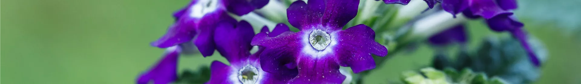 Die Verbene – der Insektenstar unter den Pflanzen - Rosengut Langerwisch