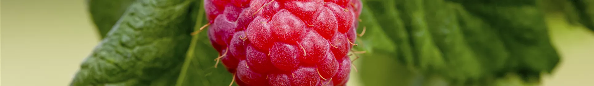 Naschen ohne Ende – Rückschnitt für Beerensträucher - Rosengut Langerwisch
