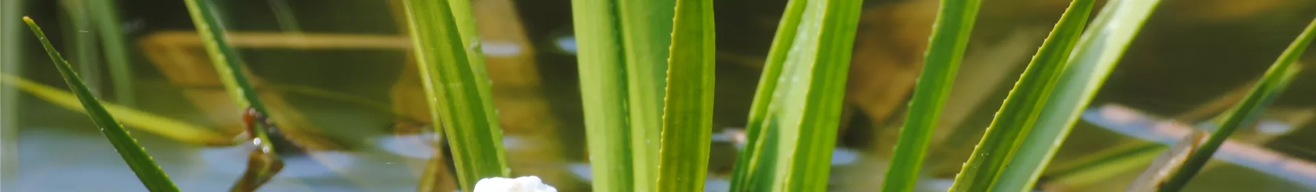 So machen Sie Ihren Miniteich winterfit - Rosengut Langerwisch