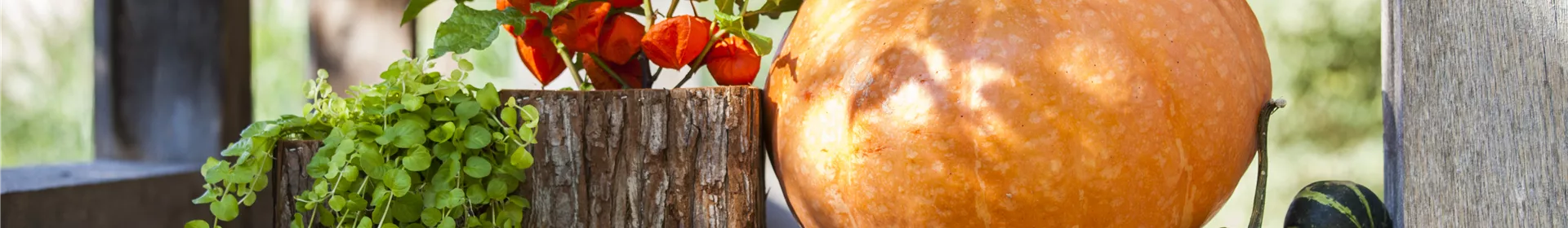 Der schöne Balkonkasten im Herbst: es muss nicht immer grau in grau sein! - Rosengut Langerwisch Der schöne Balkonkasten im Herbst: es muss nicht immer grau in grau sein! - Rosengut Langerwisch