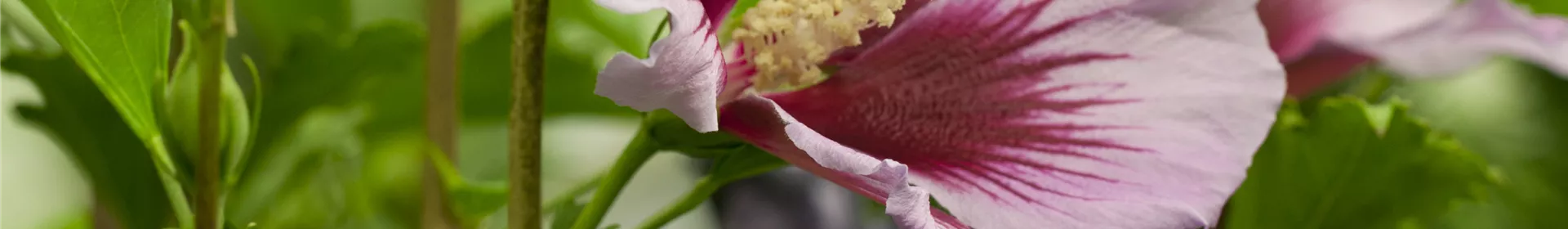 Ideen - Rosengut Langerwisch