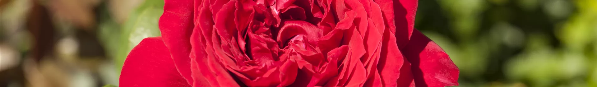 Rosen pflanzen und schneiden - Rosengut Langerwisch