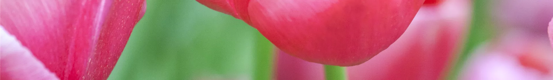 Tulpen pflanzen: Farbe für den Frühling - Rosengut Langerwisch