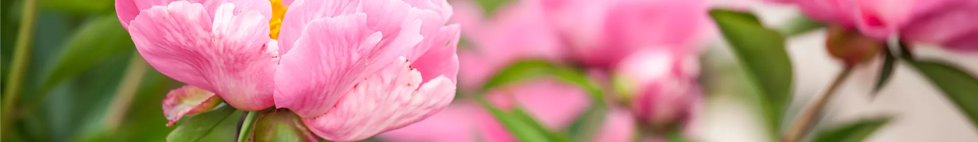 Ein Frühling voller Päonien - Rosengut Langerwisch