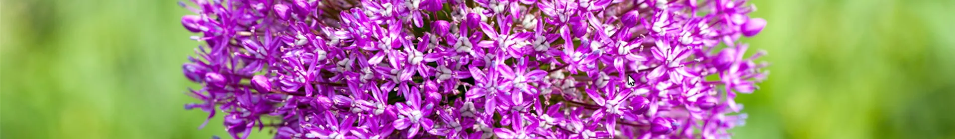 Zierlauch - Einpflanzen im Garten - Rosengut Langerwisch