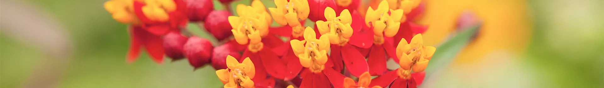 Seidenpflanze - Einpflanzen im Garten - Rosengut Langerwisch